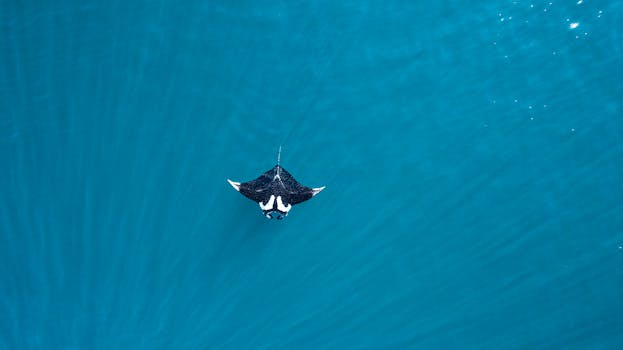 Dive Into Malaysia: Your Ultimate Guide to a Tropical Underwater Adventure