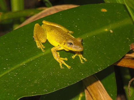 Explore the Vital Role of the Brazilian Rainforest in Global Ecology