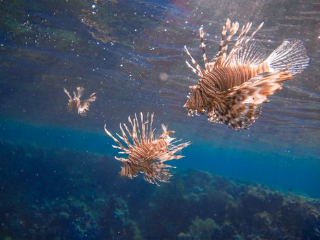 Dive into Egypt: Exploring the Red Sea's Spectacular Underwater World